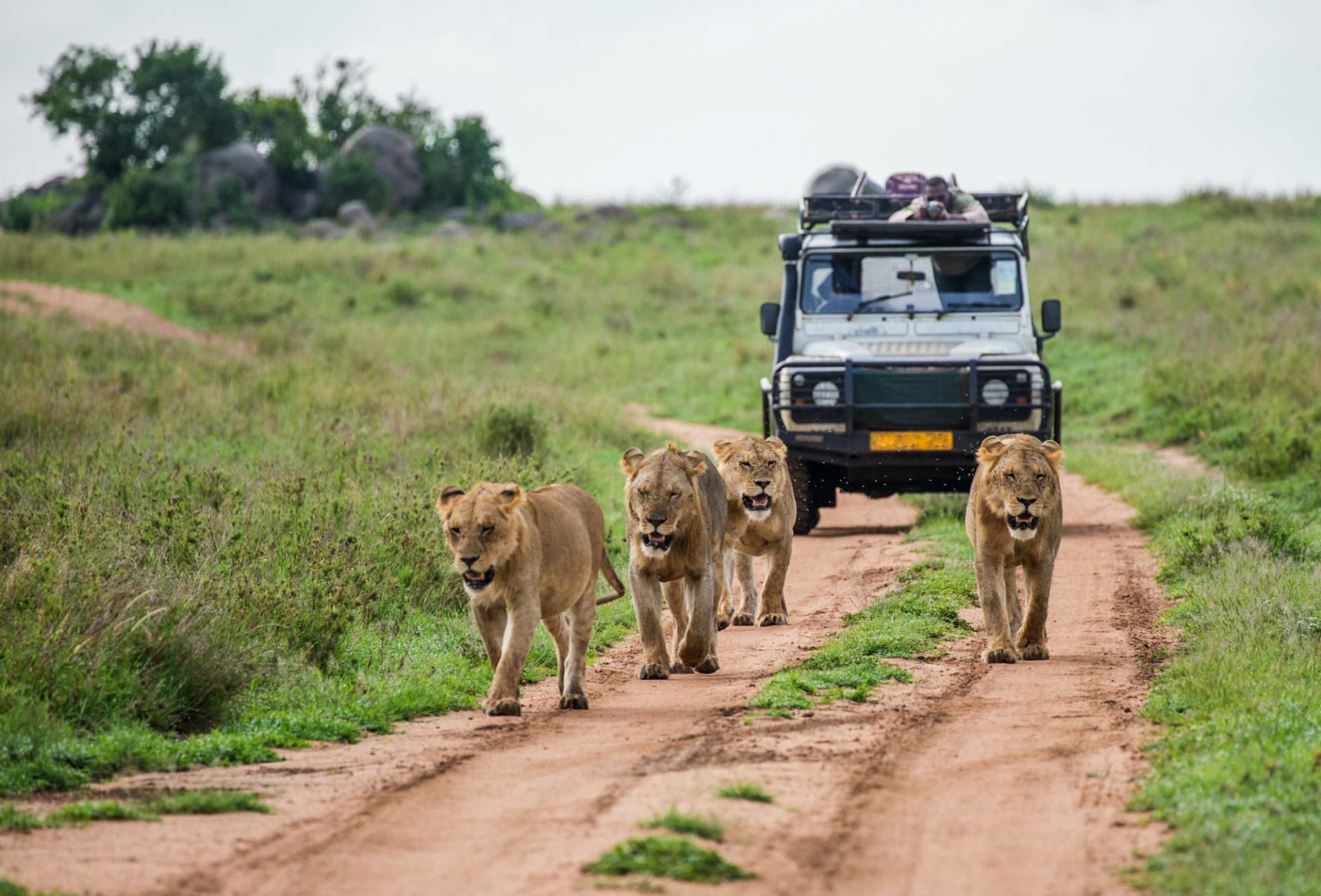 Ethical Wildlife Tourism: What You Should Know Before Your Next Adventure