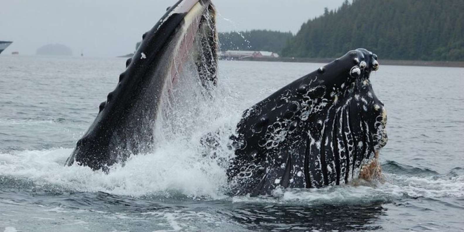 Whale Watching in Alaska: Nature’s Grand Spectacle | Anuju.com