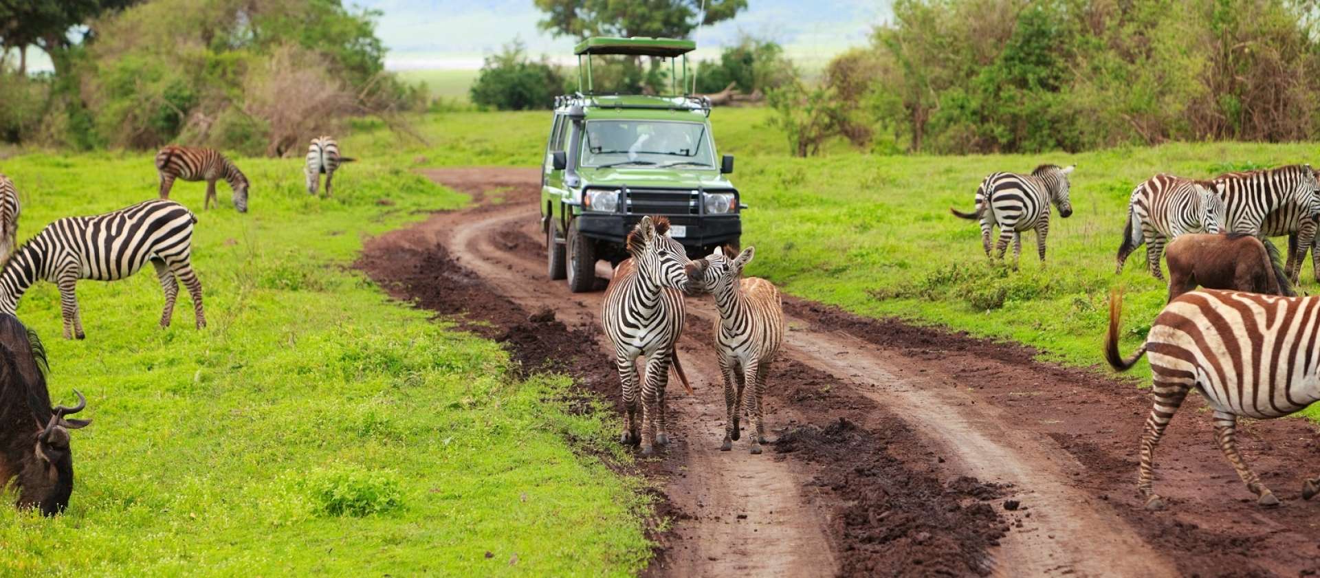 Safari Dreams: The Big Five Experience in Kenya and Tanzania