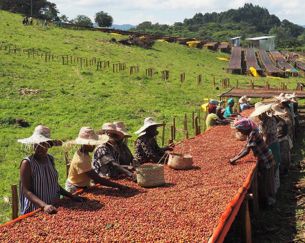 Coffee Trails: From Ethiopia to Colombia – A Journey Through the World’s Most Iconic Bean