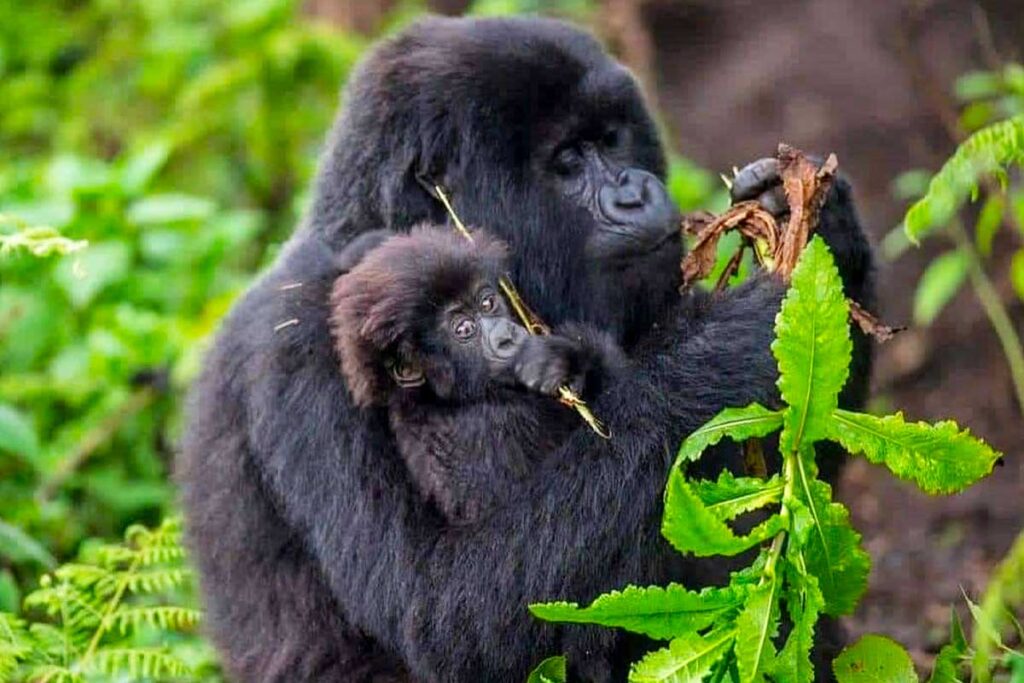 Gorilla Trekking in Rwanda: A Face-to-Face with Majesty in the Heart of Africa